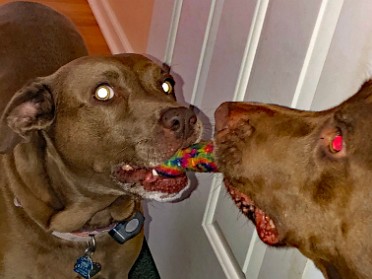 20210706a Blair Burnham House Pets Marcus Mazy Trip Ridge Court New Hudson Michigan