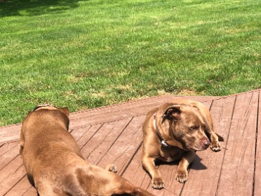 20210711a Blair Burnham House Pets Marcus Mazy Trip Ridge Court New Hudson Michigan