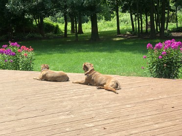 20210717a Blair Burnham House Pets Marcus Mazy Trip Ridge Court New Hudson Michigan