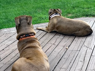 20210720a Blair Burnham House Pets Marcus Mazy Trip Ridge Court New Hudson Michigan