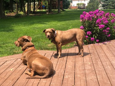 20210801a Blair Burnham House Pets Marcus Mazy Trip Ridge Court New Hudson Michigan