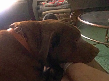 20210803a Blair Burnham House Pets Marcus Trip Ridge Court New Hudson Michigan