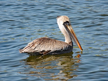 20220216a Burnham Trip Camping Cockroach Bay Preserve State Park Ruskin Florida