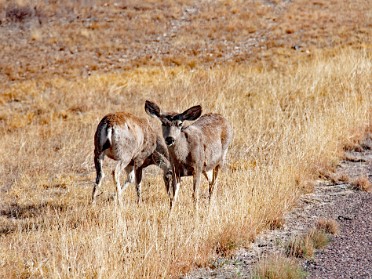 20220414a Burnham Camping Trip The Drive To Big Bend National Park Texas