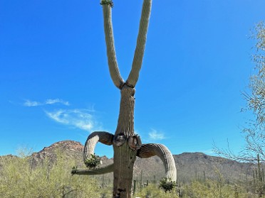 20230601y Burnham Trip Western US Grand Circle Tour Saguaro National Park West Arizona