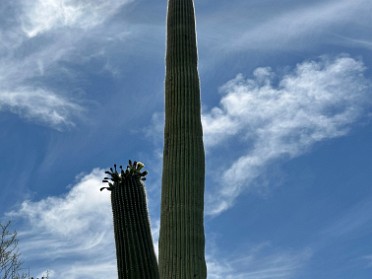 20230601z Burnham Trip Western US Grand Circle Tour Saguaro National Park East Arizona