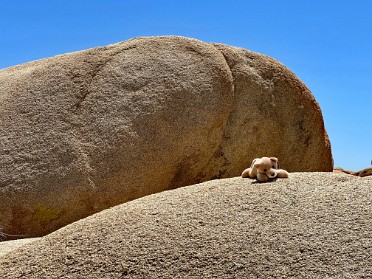 20230604u Burnham Trip Western US Grand Circle Tour Jumbo Rocks Campground Joshua Tree National Park California