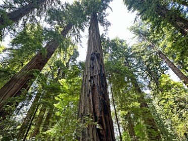 20230609u Burnham Trip Western US Grand Circle Tour Richardson Grove State Park California