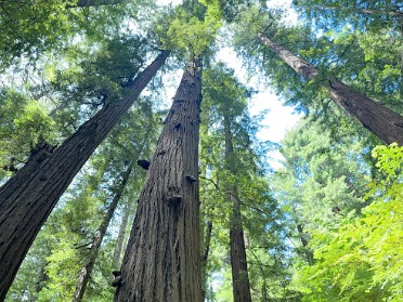 20230609v Burnham Trip Western US Grand Circle Tour Humboldt Redwoods State Park California