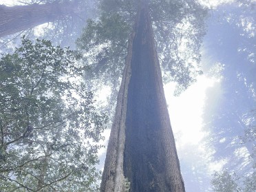20230610l Burnham Trip Western US Grand Circle Tour Lady Bird Johnson Grove Redwood National Park California
