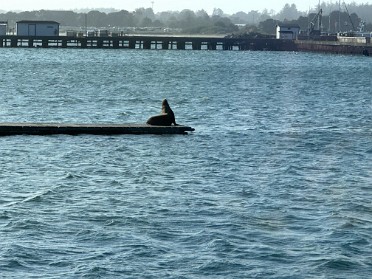 20230611z Burnham Trip Western US Grand Circle Tour Sea Lion Dinner Port Crescent California