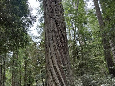 20230612s Burnham Trip Western US Grand Circle Tour Howland Hill Road Jedediah Smith Redwoods State Park California