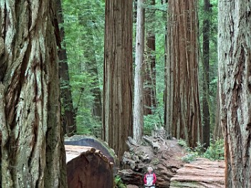 20230612t Burnham Trip Western US Grand Circle Tour Stout Memorial Grove Jedediah Smith Redwoods State Park California
