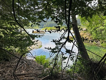 20230612w Burnham Trip Western US Grand Circle Tour See-tr'ee-ghin-dvm-dvn Jedediah Smith Redwoods State Park California