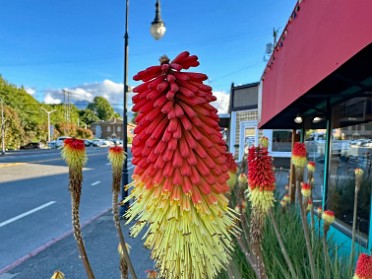 20230616z Burnham Trip Western US Grand Circle Tour Downtown Dinner And Hotel Flora Port Angeles Washington