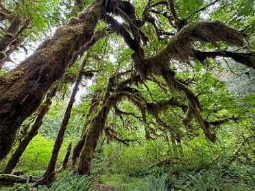 20230618v Burnham Trip Western US Grand Circle Tour Hoh Rainforest Olympic National Park Washington