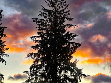 20230618z Burnham Trip Western US Grand Circle Tour Dinner Lake Quinault Lodge Olympic National Park Washington