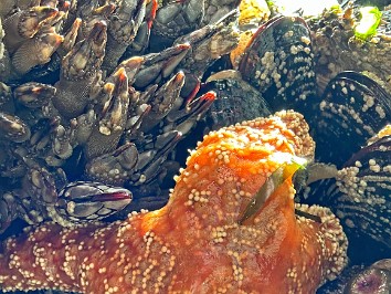 20230619t Burnham Trip Western US Grand Circle Tour Tide Pools Beach 4 Kalaloch Area Olympic National Park Washington