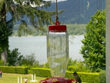 20230619w Burnham Trip Western US Grand Circle Tour Lunch Lake Quinault Lodge Olympic National Park Washington