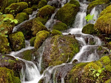 20230619y Burnham Trip Western US Grand Circle Tour Bunch Falls Lake Quinault Area Olympic National Park Washington