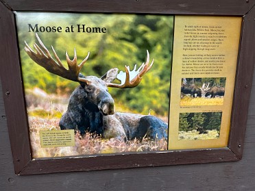 20230626x Burnham Trip Western US Grand Circle Tour Moose Country Clearwater Springs Yellowstone National Park Wyoming