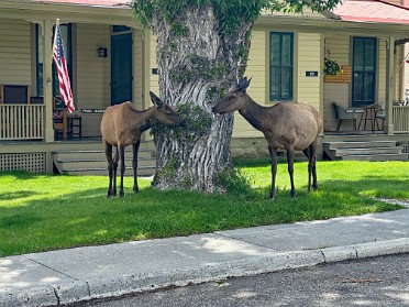 20230627v Burnham Trip Western US Grand Circle Tour Elk Mammoth Area Yellowstone National Park Wyoming