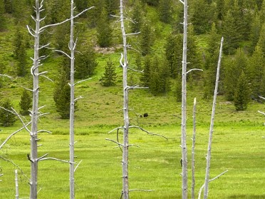 20230627y Burnham Trip Western US Grand Circle Tour Elk And Grizzlies Far Northwest Yellowstone National Park Wyoming