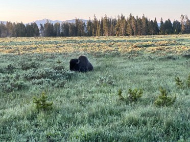 20230630t Burnham Trip Western US Grand Circle Tour Leaving Yellowstone National Park Wyoming