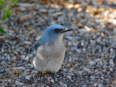 Nikon 20230602z Burnham Trip Western US Grand Circle Tour Acorn Woodpecker Mexican Jay Chiricahua National Monument Arizona