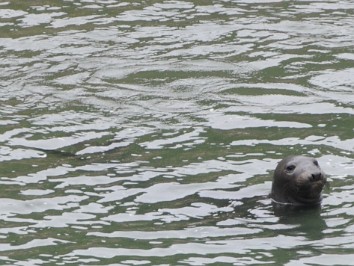 Nikon 20230608z Burnham Trip Western US Grand Circle Tour Brown Pelicans Elephant Seals Harbor Seal Point Reyes National Seashore California