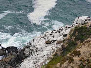 Nikon 20230608z Burnham Trip Western US Grand Circle Tour California Gulls Common Murres Sea Lions Western Gulls Point Reyes National Seashore CA