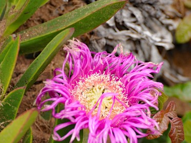 Nikon 20230608z Burnham Trip Western US Grand Circle Tour Flora Mule Deer White-Crowned Sparrow Point Reyes National Seashore California