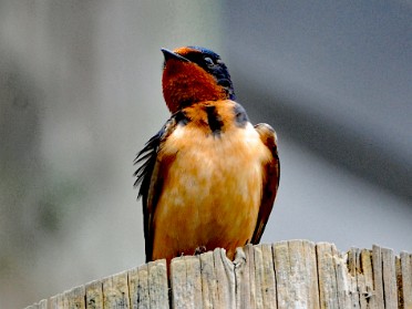 Nikon 20230610p Burnham Trip Western US Grand Circle Tour Quails Swallows Kuchel Visitor Center Redwood National Park California