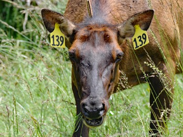 Nikon 20230610q Burnham Trip Western US Grand Circle Tour Roadside Elk Orick California