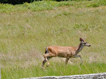 Nikon 20230610u Burnham Trip Western US Grand Circle Tour Deer Elk High Bluff Overlook Redwood National Park California