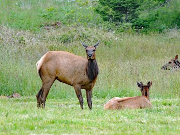 Nikon 20230611r Burnham Trip Western US Grand Circle Tour Elk Flora Sparrow Redwood National And State Parks California
