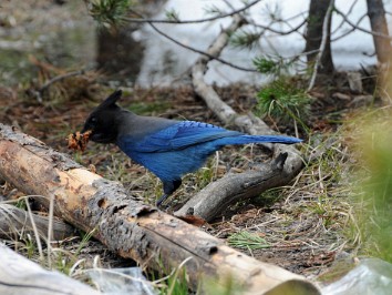 Nikon 20230613x Burnham Trip Western US Grand Circle Tour Annie Creek Steller's Jay Hunt Crater Lake National Park Oregon
