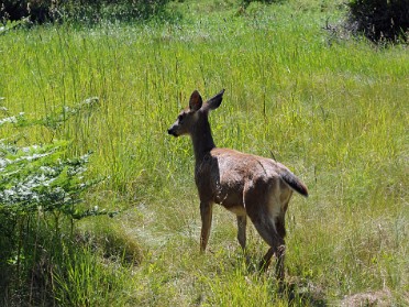 Nikon 20230615s Burnham Trip Western US Grand Circle Tour Mule Deer Visitor Center Olympic National Park Washington