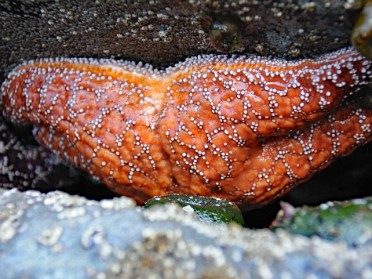 Nikon 20230619t Burnham Trip Western US Grand Circle Tour Sea Otters Tide Pools Beach 4 Kalaloch Area Olympic National Park Washington