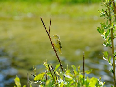 Nikon 20230624b Burnham Trip Western US Grand Circle Tour Yellow Warbler Moulton Barn Grand Teton National Park Wyoming