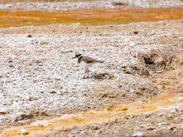 Nikon 20230625u Burnham Trip Western US Grand Circle Tour Killdeer West Thumb Geyser Basin Yellowstone National Park Wyoming