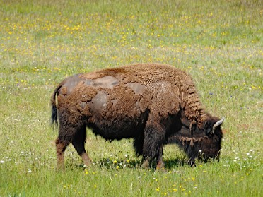 Nikon 20230626m Burnham Trip Western US Grand Circle Tour Bison Fountain Flat Drive Yellowstone National Park Wyoming