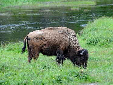 Nikon 20230626o Burnham Trip Western US Grand Circle Tour Bison Madison Junction Yellowstone National Park Wyoming