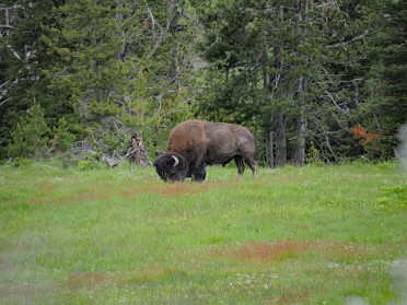 Nikon 20230626x Burnham Trip Western US Grand Circle Tour Bison Moose Country Clearwater Springs Yellowstone National Park Wyoming
