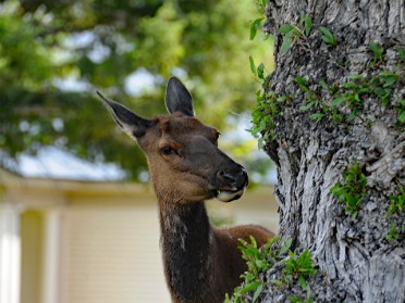 Nikon 20230627v Burnham Trip Western US Grand Circle Tour Elk Magpie Mammoth Area Yellowstone National Park Wyoming