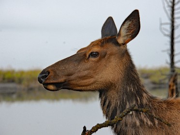 Nikon 20230628n Burnham Trip Western US Grand Circle Tour Elk Raptor Scaup Gull Point Yellowstone National Park Wyoming