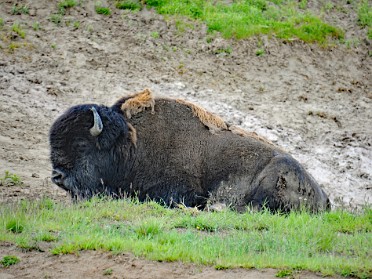 Nikon 20230628s Burnham Trip Western US Grand Circle Tour Bison Flora Hayden Valley Yellowstone National Park Wyoming