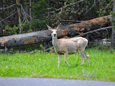 Nikon 20230628t Burnham Trip Western US Grand Circle Tour Mule Deer Artist Point Yellowstone National Park Wyoming