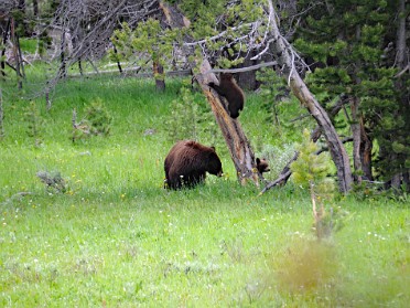 Nikon 20230628v Burnham Trip Western US Grand Circle Tour Black Bears Elk Canyon Lodge Yellowstone National Park Wyoming