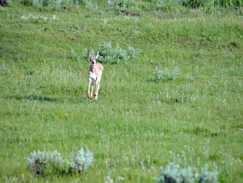 Nikon 20230628z Burnham Trip Western US Grand Circle Tour Bison Grackle Pronghorn Sandhill Cranes Lamar Valley Yellowstone National Park Wyoming